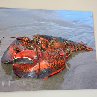 Big Claw Lobster 04 Wall Art
