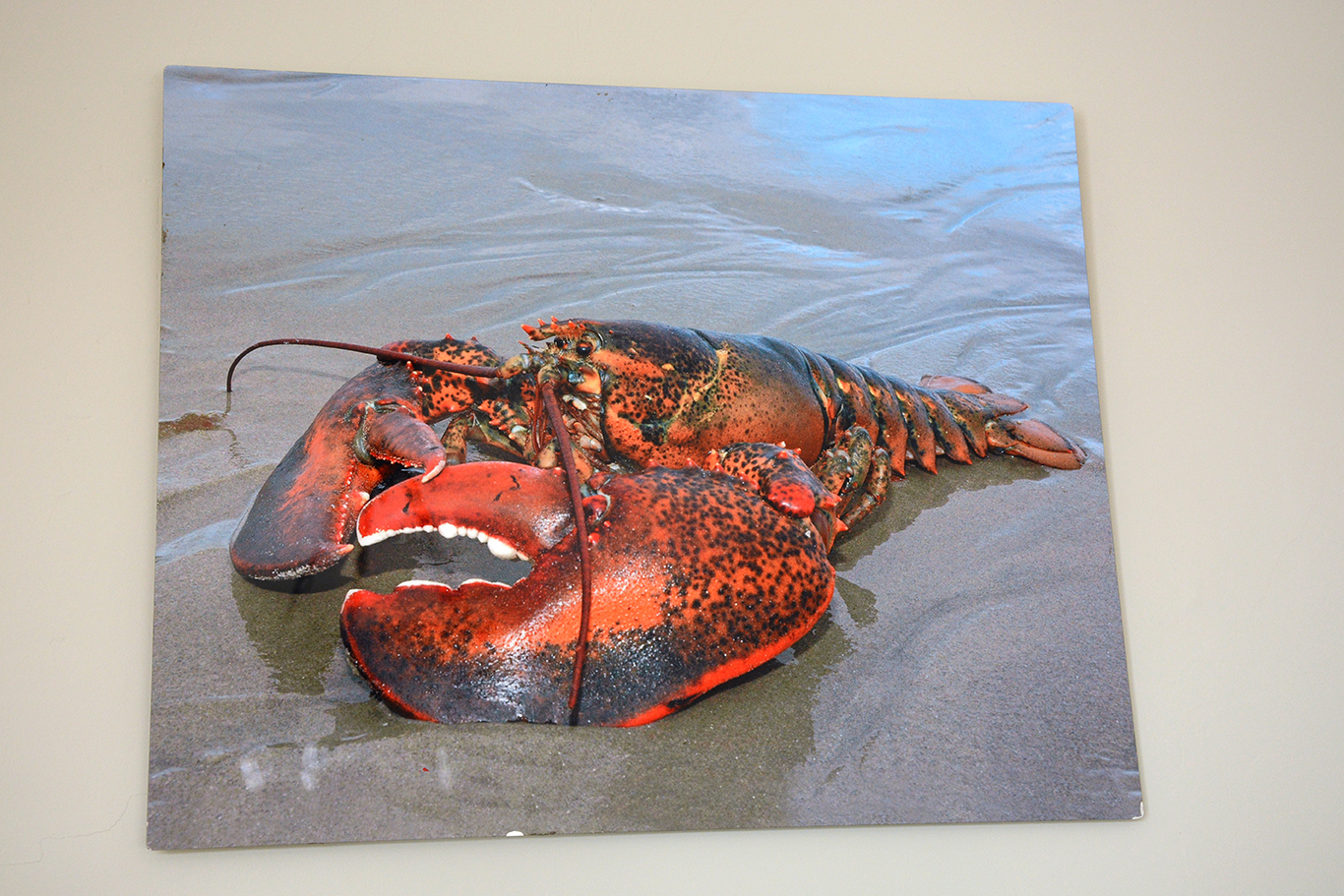 Big Claw Lobster 04 Wall Art