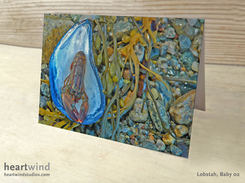 Heartwind Baby Lobster 02 Greeting Card
