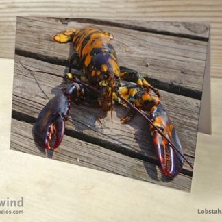 Heartwind Calico Lobster 02 Greeting Card