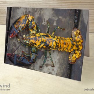 Heartwind Calico Lobster 03 Greeting Card