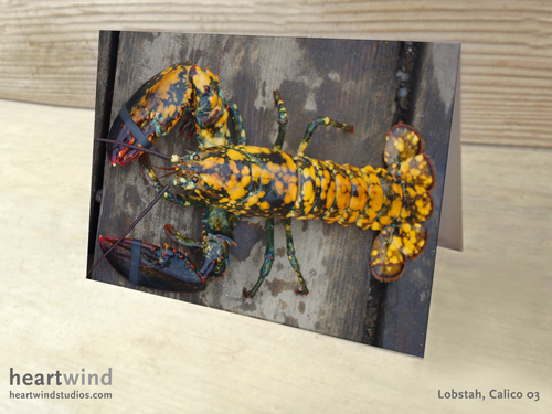 Heartwind Calico Lobster 03 Greeting Card