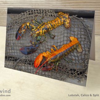 Calico & Half Orange 01- Greeting Card
