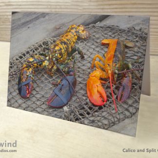 Heartwind Calico & Split half orange Lobster 02