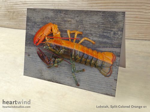 Heartwind Split Orange 01 Greetign Card
