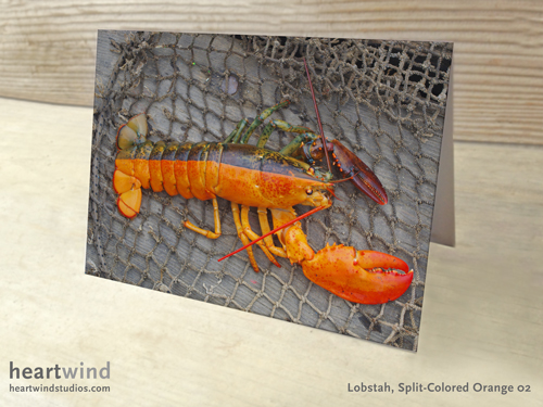 Heartwind Split Half Orange Lobster 02 Greeting Card