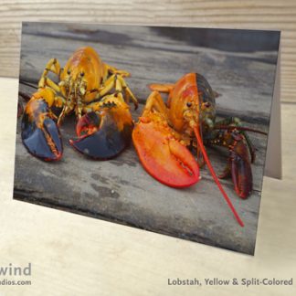 Heartwind Calico Lobster & Yellow Lobster 01 Greeting Card