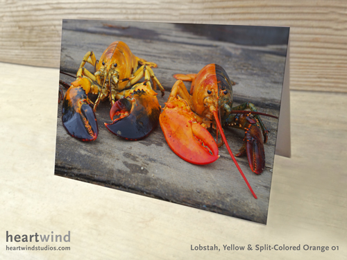 Heartwind Calico Lobster & Yellow Lobster 01 Greeting Card