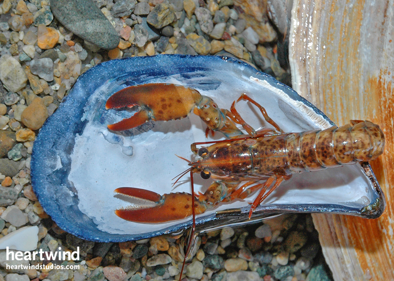 Heartywind Baby Lobster Greeting Card 01