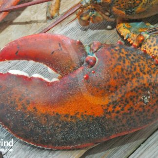BIG CLAW — Lobster Products