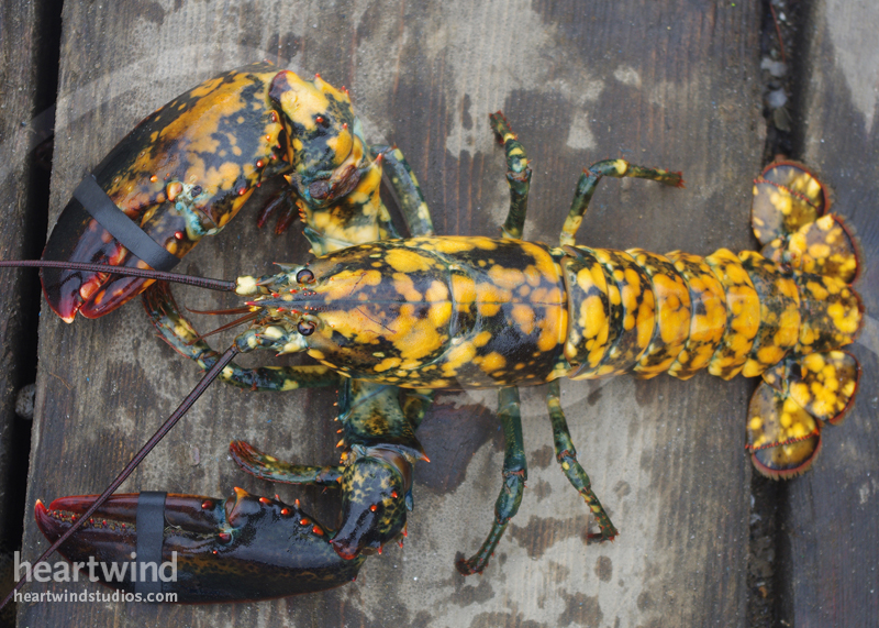 Heartwind Calico Lobster 03 Greeting Card