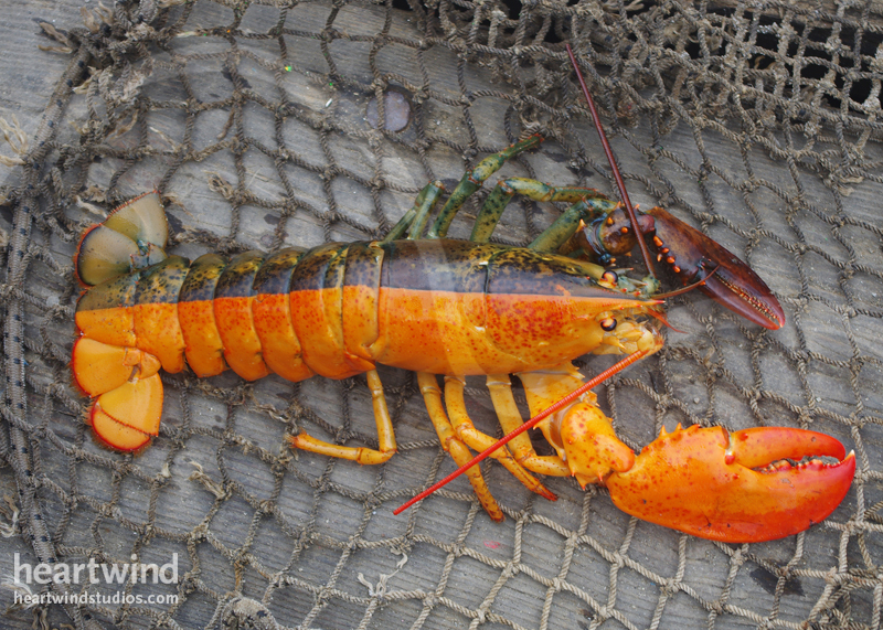 Heartwind Split Half Orange Lobster 02 Greeting Card