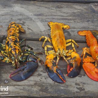 MULTIPLE RARE — Lobster Greeting Cards