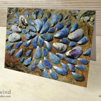 Mussel Shell Collage Card