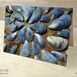 Mussel Shell Collage Note or Greeting Card