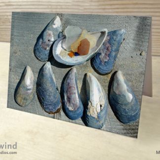 Mussels & Seaglass Note Card