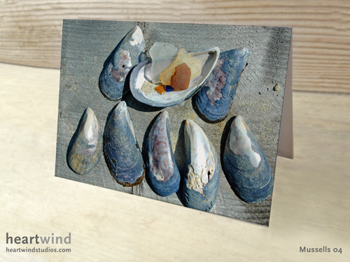 Mussels & Seaglass Note Card