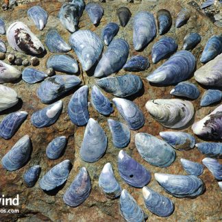 Mussel Shell Collage Wall Art