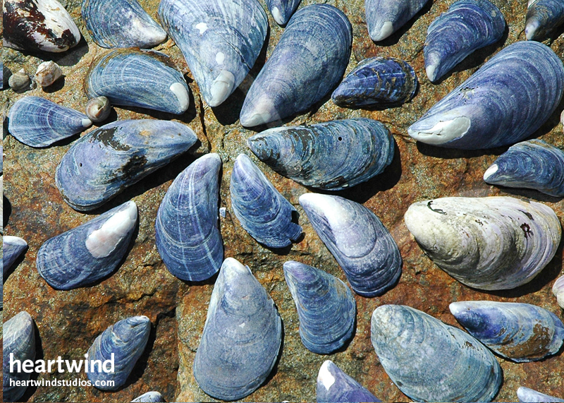 Mussel Shell Collage Note or Greeting Card