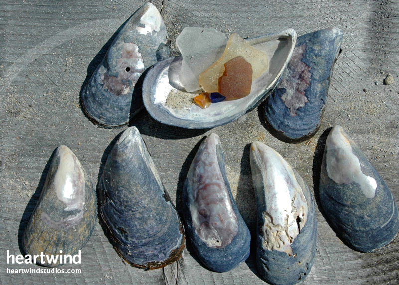 Mussels & Seaglass Note Card