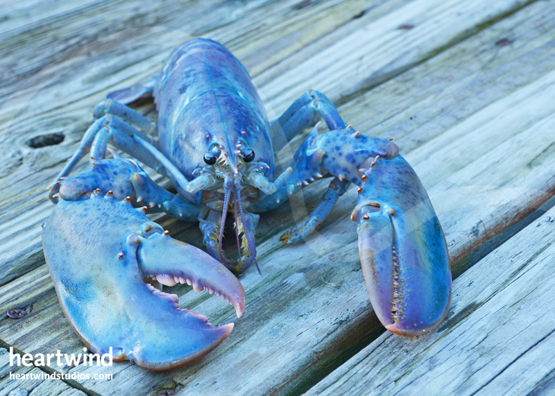 Blue Lobster photo greeting card