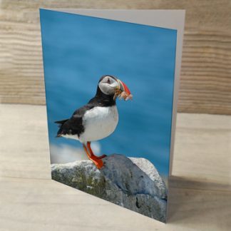 Puffins 01 "Puffin Friends" or "Puffin Lovers" - Greeting Cards — Qty 2 5" x 7" Card