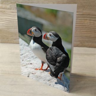 Puffins 03 "Puffin Friends" or "Puffin Lovers" - Greeting Cards