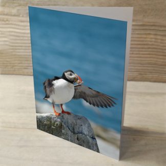 Puffins 04 Hertwind Greeting Card