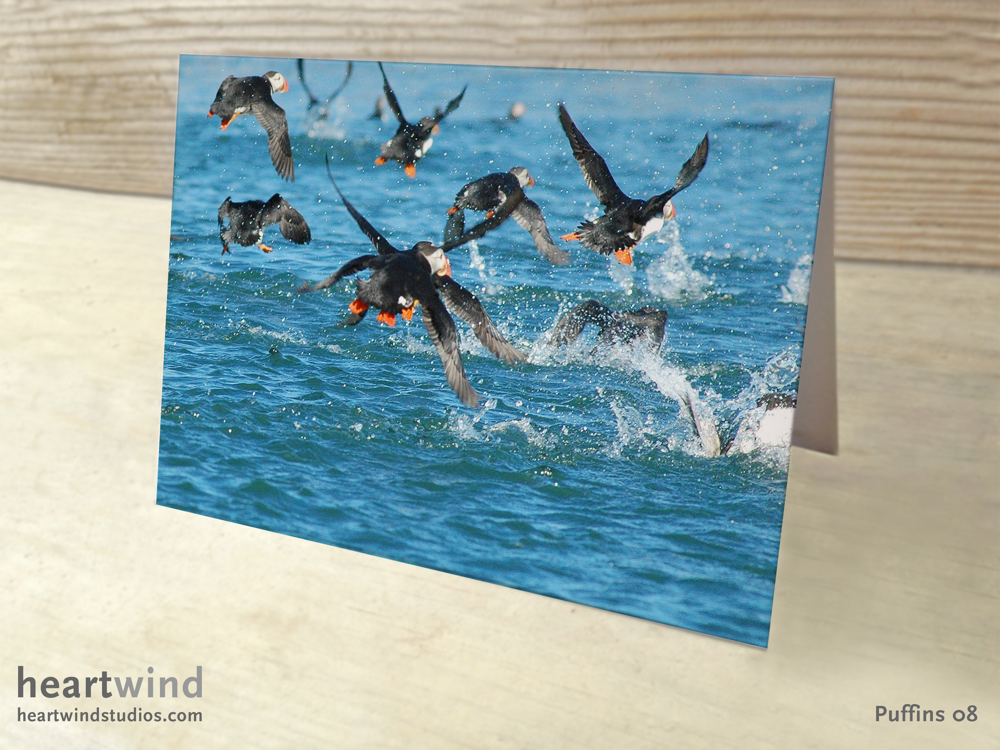 Puffins 08 Hertwind Greeting Card