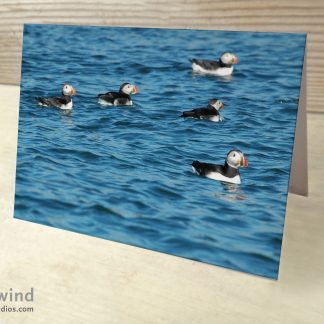 Puffins 09 Hertwind Greeting Card