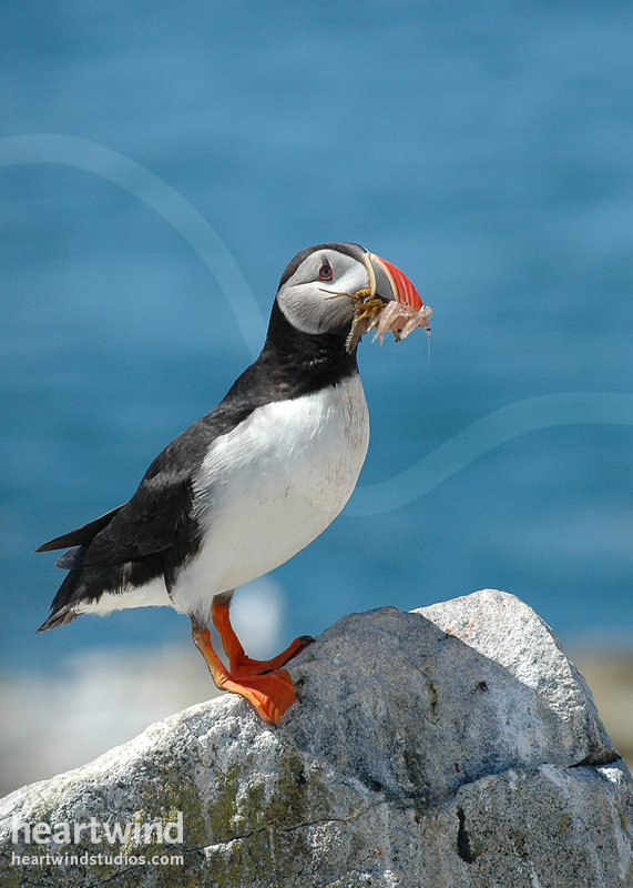 Puffins 01 "Puffin Friends" or "Puffin Lovers" - Greeting Cards — Qty 2 5" x 7" Card