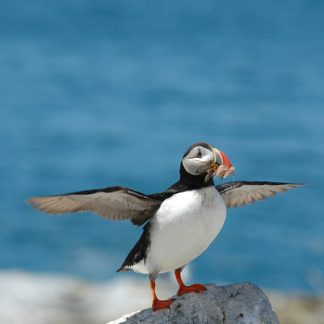 Puffins 02 "Puffin Friends" or "Puffin Lovers" - Greeting Cards — Qty 2 5" x 7" Card