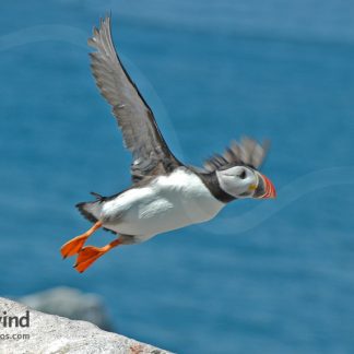 Puffins 05 Hertwind Greeting Card