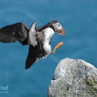 Puffins 06 Hertwind Greeting Card