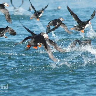 Puffins 08 Hertwind Greeting Card