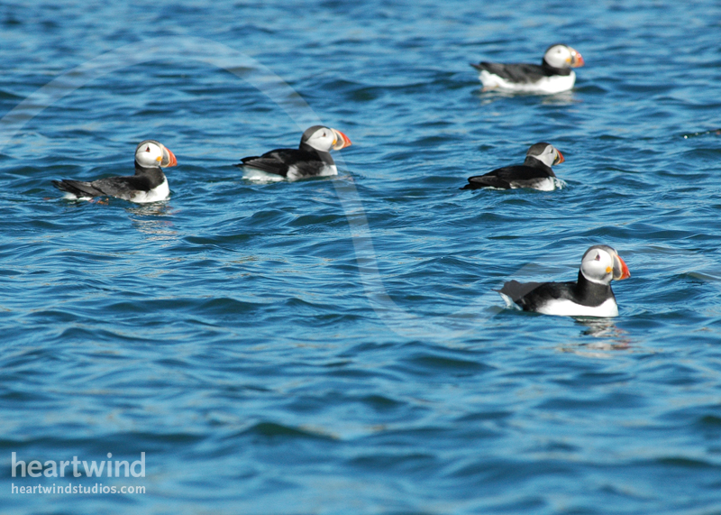 Puffins 09 Hertwind Greeting Card