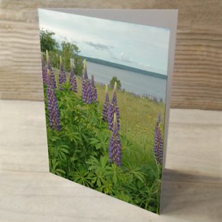 purple lupine greeting card
