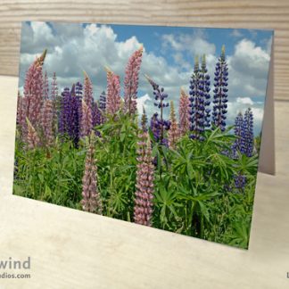 pink and purple lupines greeting card