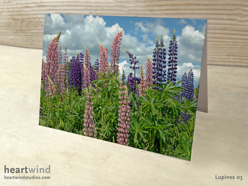 pink and purple lupines greeting card