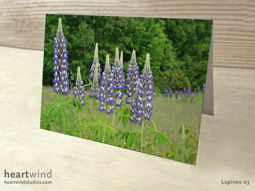 purple lupines greeting card