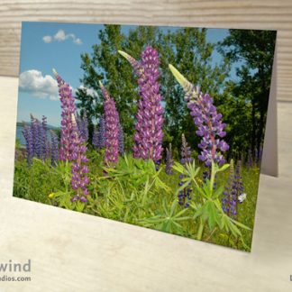 purple lupines greeting card