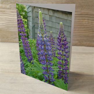 purple lupines greeting card