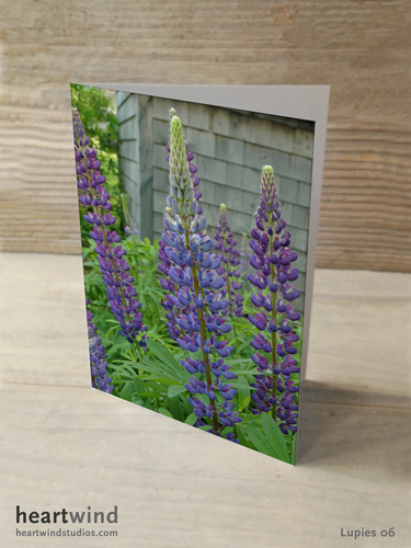 purple lupines greeting card