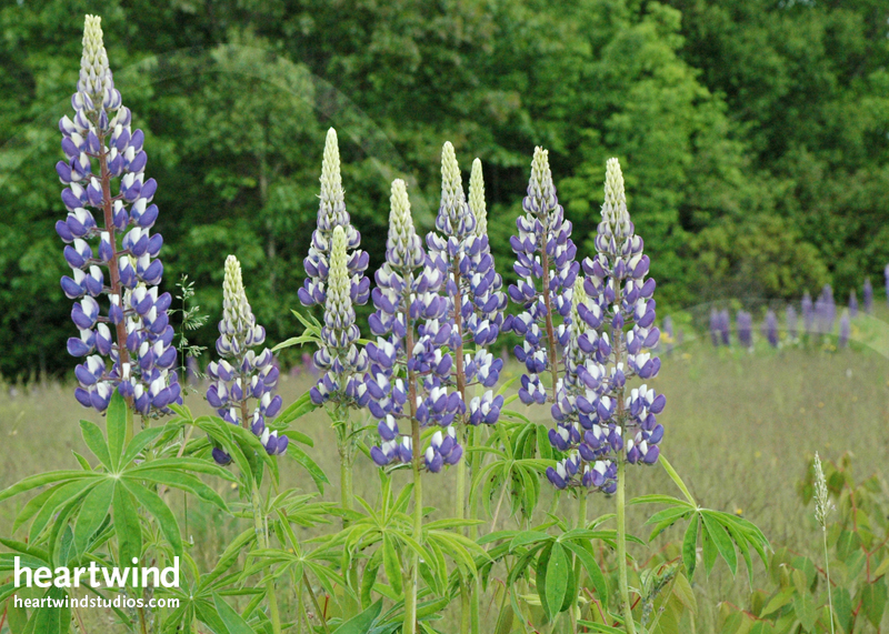 purple lupines greeting card