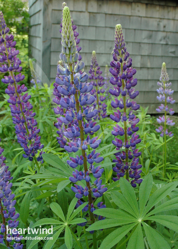 purple lupines greeting card