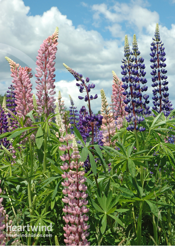 pink and purple lupines greeting card